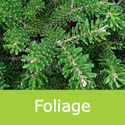 Abies Koreana Korean Fir Foliage